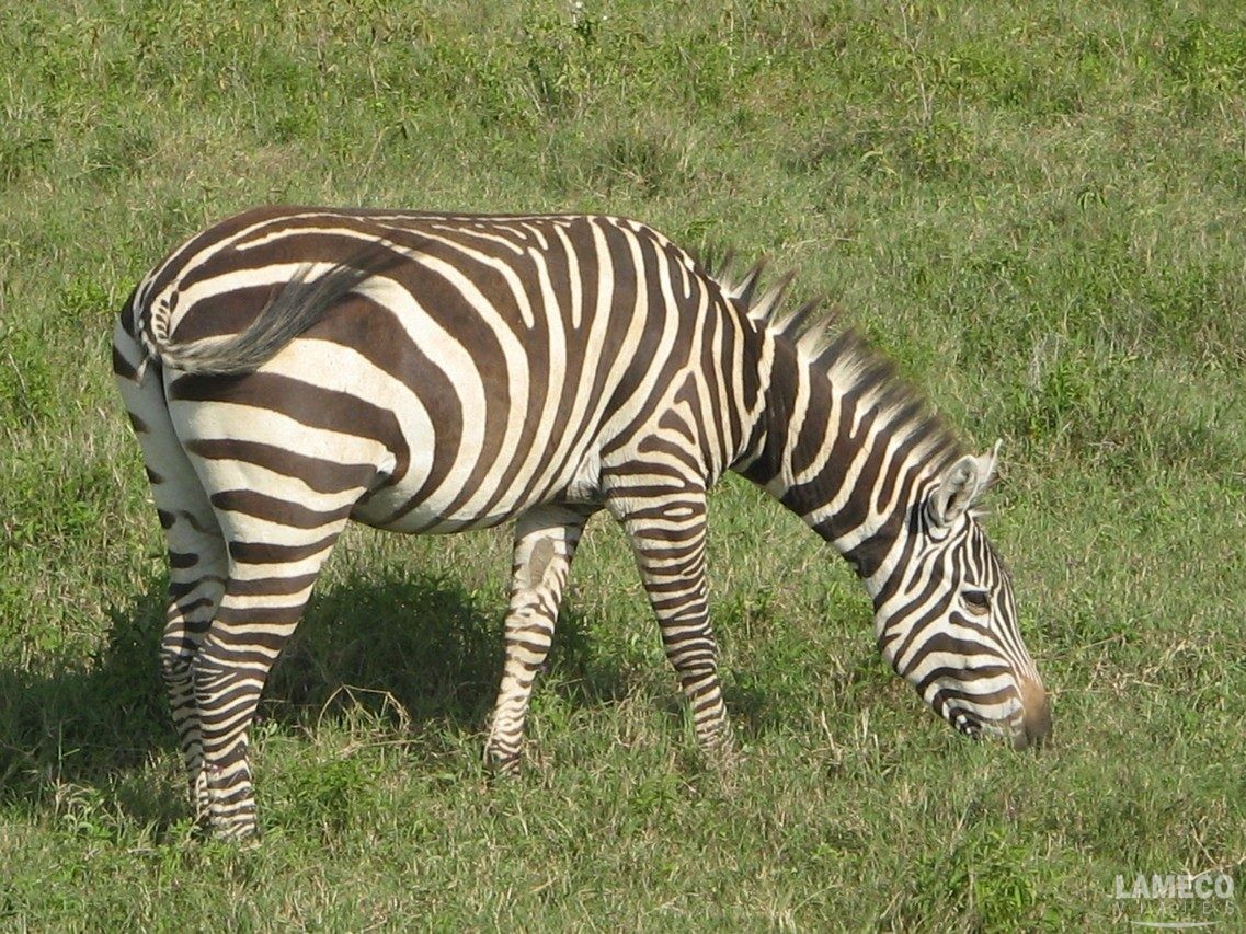 SAFARi III KENIA 2024 Lameco Viajes   S.102 Zebra 2 1137x853 