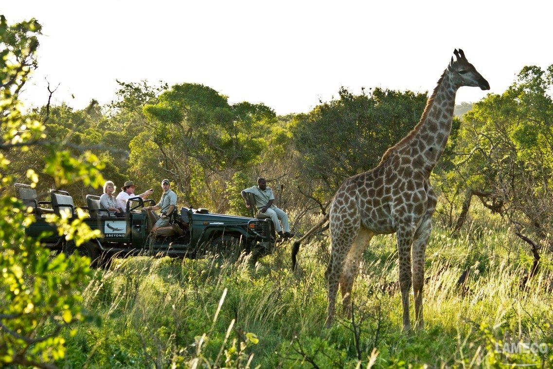 SUDAFRICA 2024 SAFARI III Lameco Viajes   Girafa 1137x758 